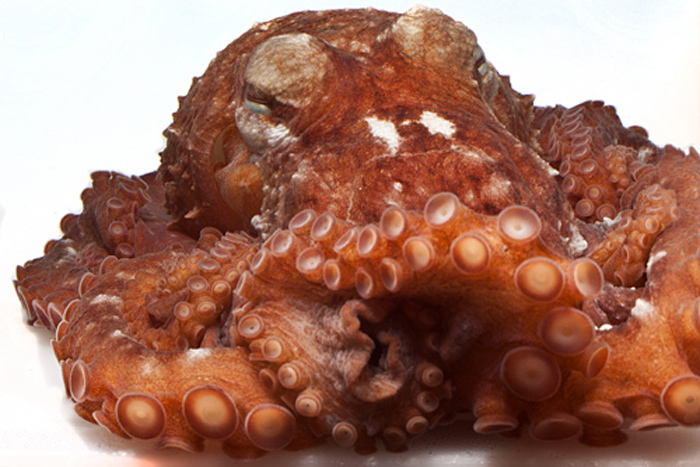 Fusion Octopus Krog Fra Berkley